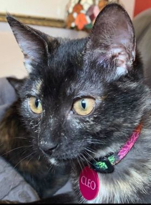 Cleo