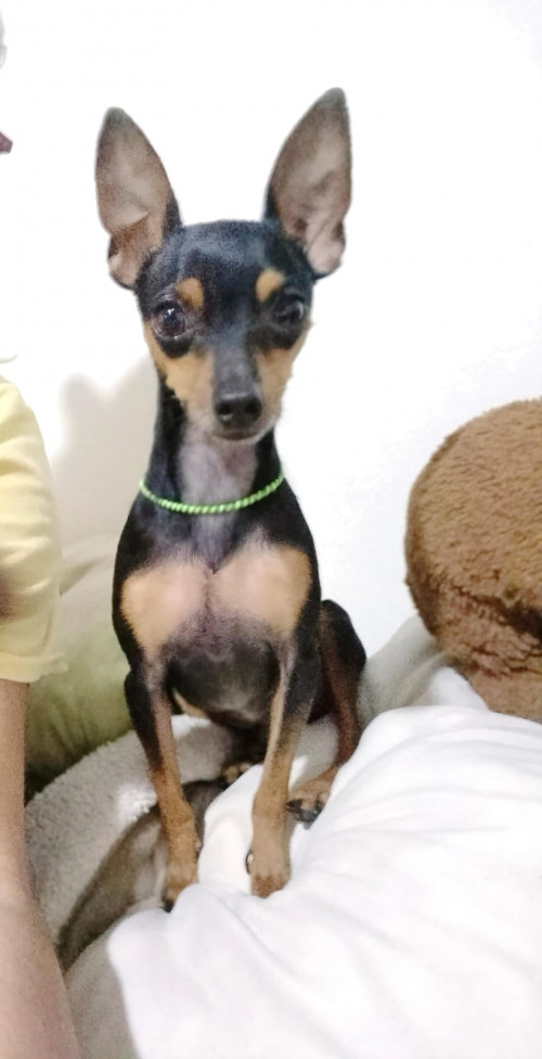 Bambam