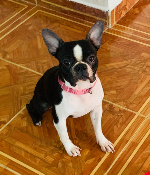 Mia