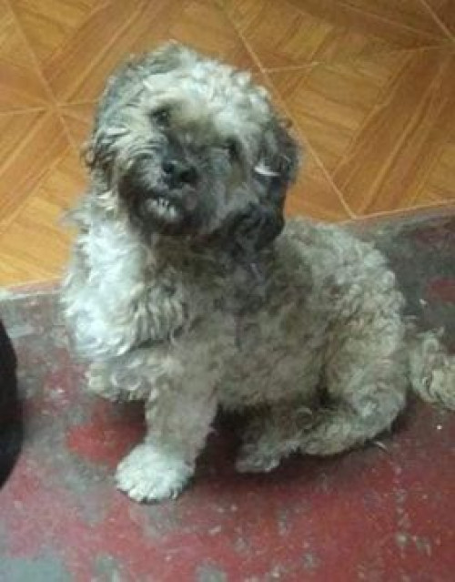 Doggy