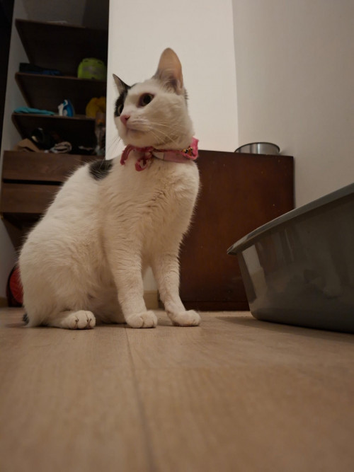 Neko