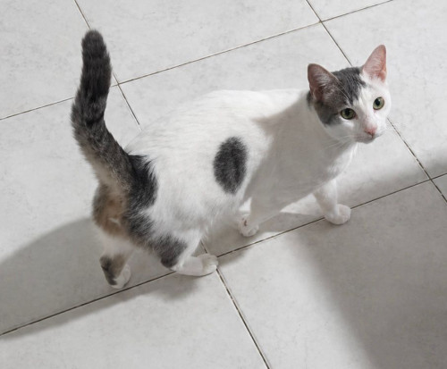 Orión