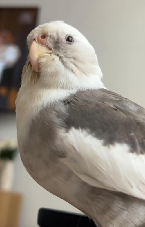 Luna