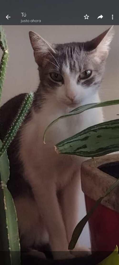 Dulce