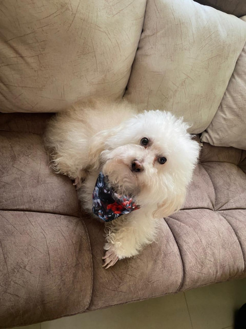 Tommy