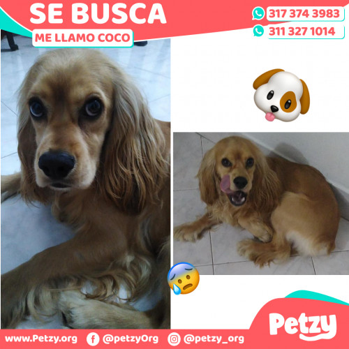 Foto de mascota Coco