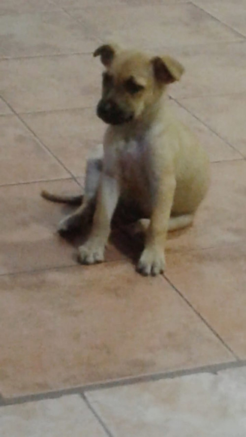 Yiyo