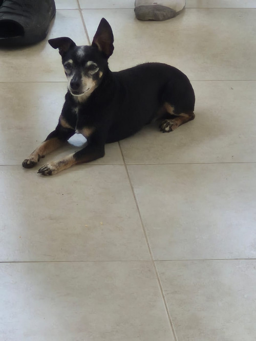 Milo