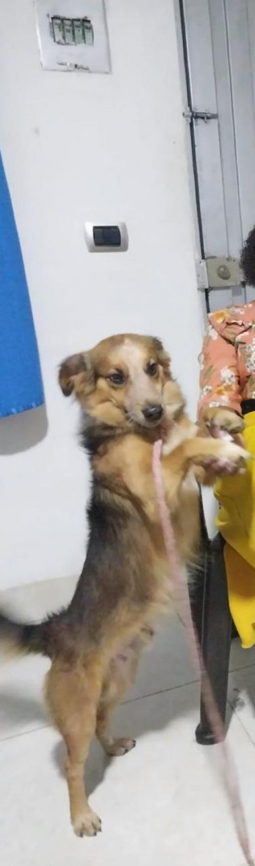 Rocky