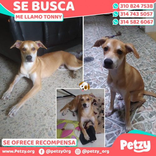 Foto de mascota Tonny