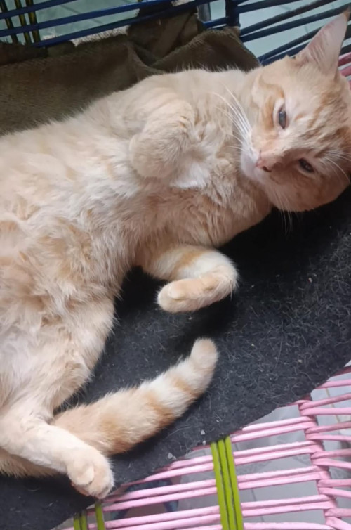 Garfield