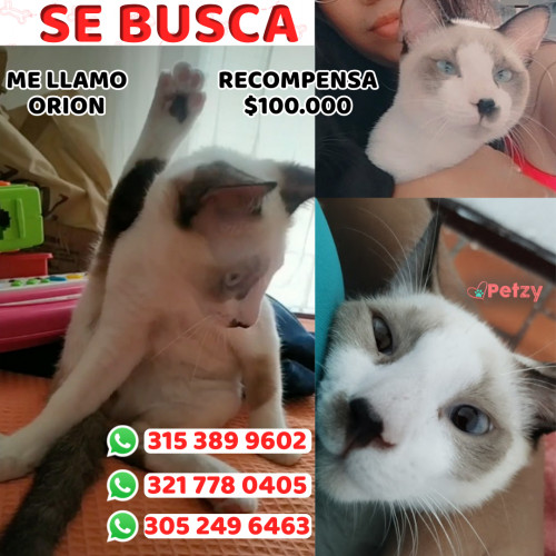 Foto de mascota Orion