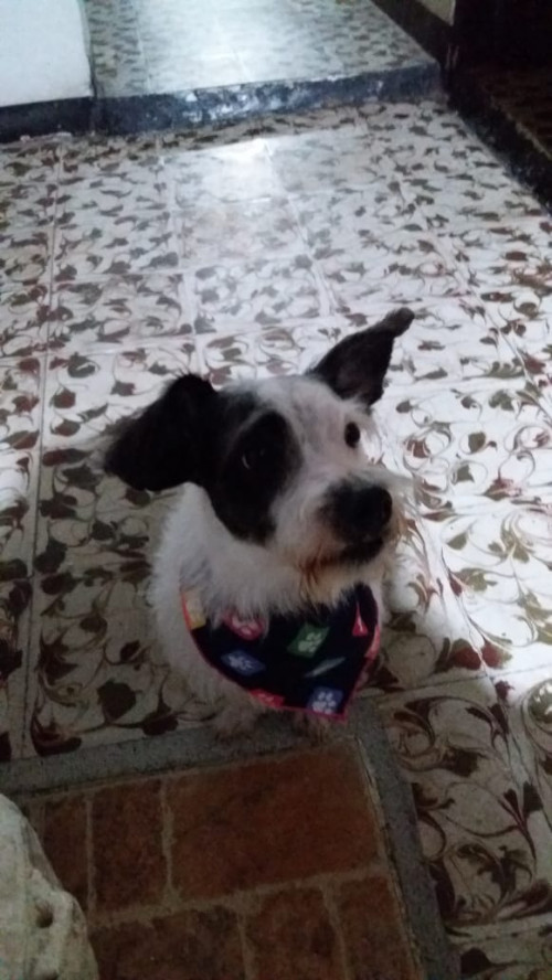 Peluche