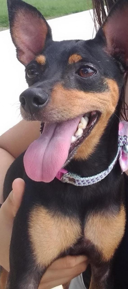 Lupe