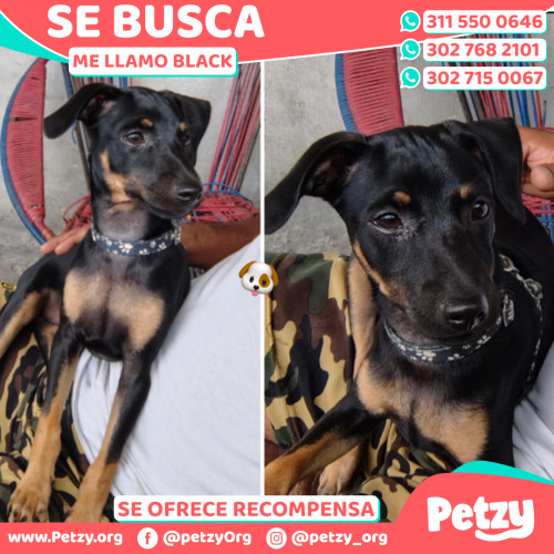 Foto de mascota Black