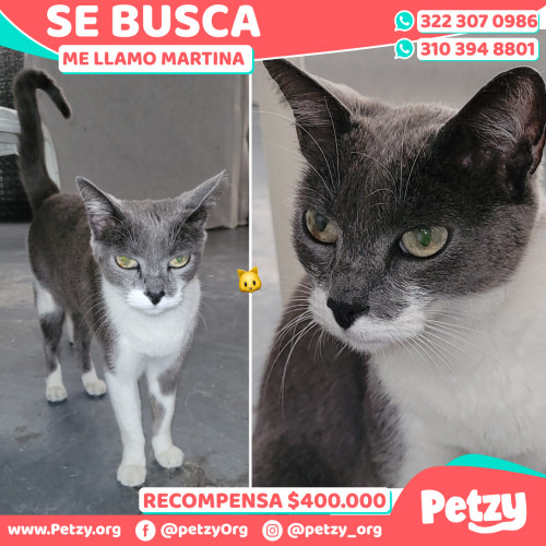 Foto de mascota Martina 