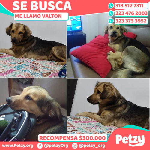 Foto de mascota Valton