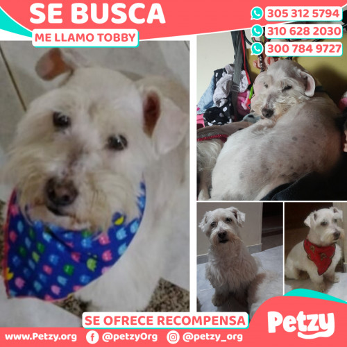 Foto de mascota Tobby