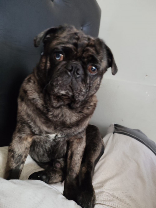 Enzo