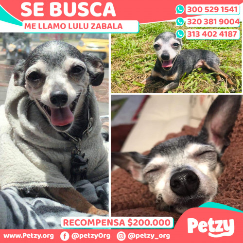 Banner de Lulu Zabala