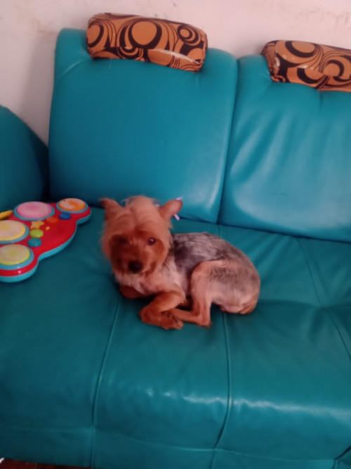 Pili