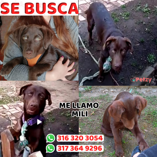 Foto de mascota Mili