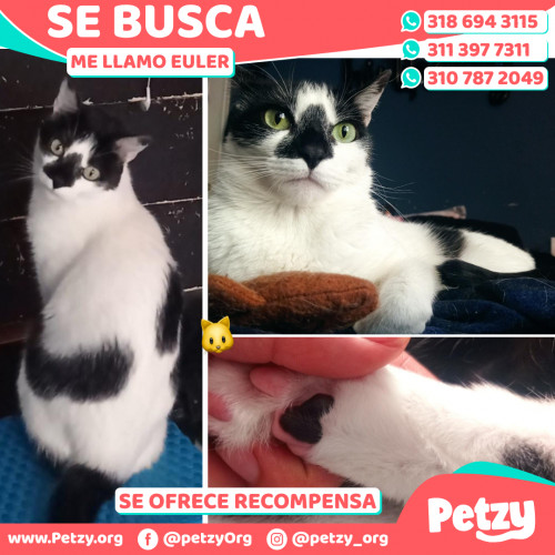 Foto de mascota Euler