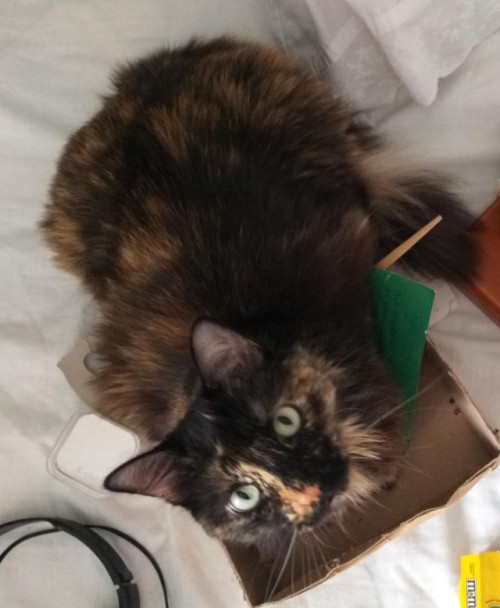 Lola