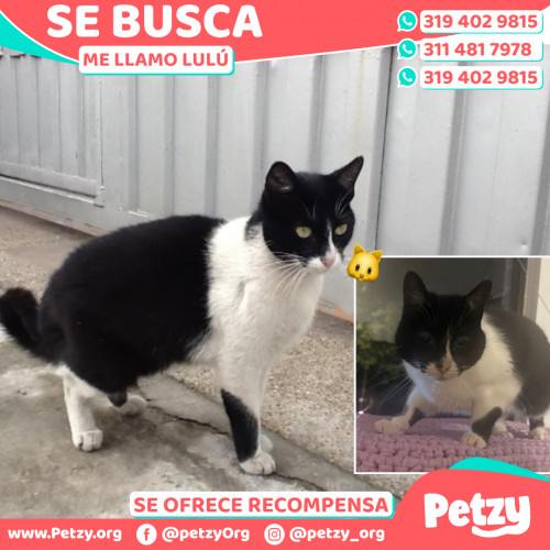 Banner de Lulú