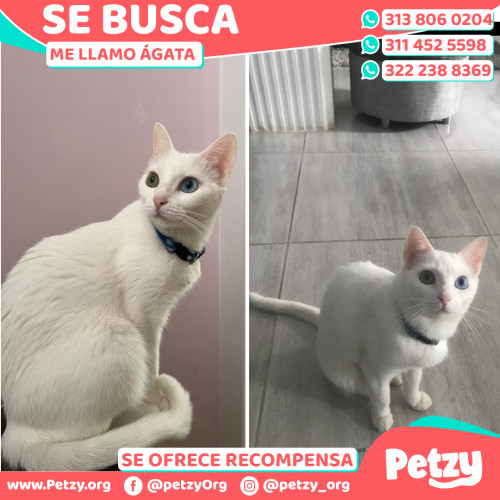 Foto de mascota ágata 