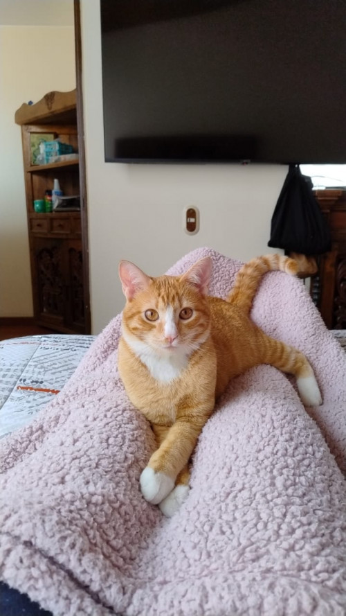Ginger
