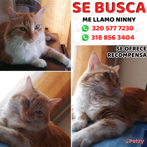 Foto de mascota Ninny