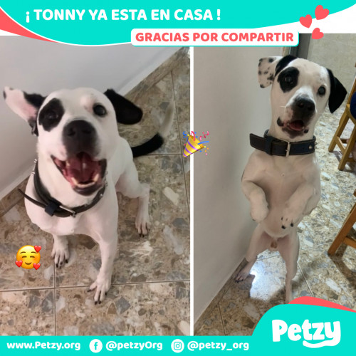 Foto de mascota Tonny