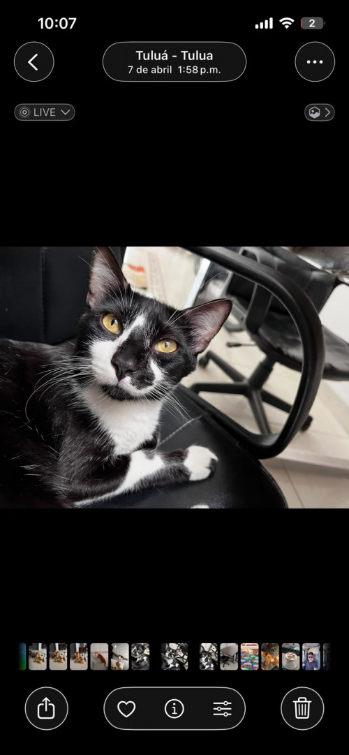 Pedro José