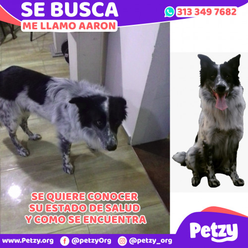 Foto de mascota Aaron