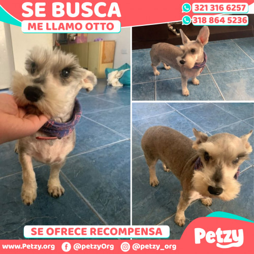 Foto de mascota Otto