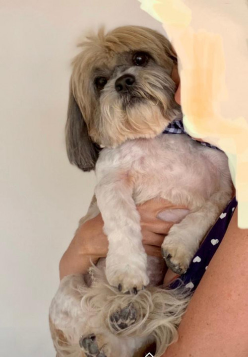 Otto