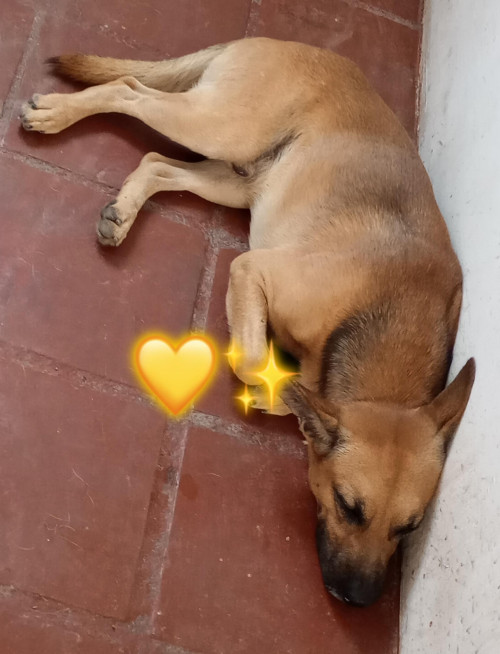 Hachiko