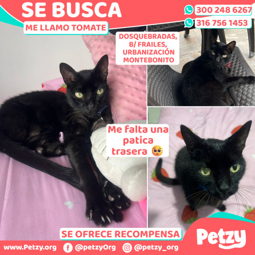 Foto de mascota Tomate