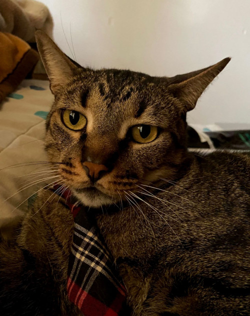 Felix