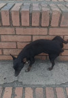 Foto de Niño en  Bogotá #2