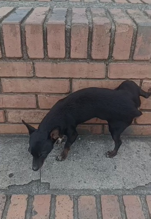 Niño
