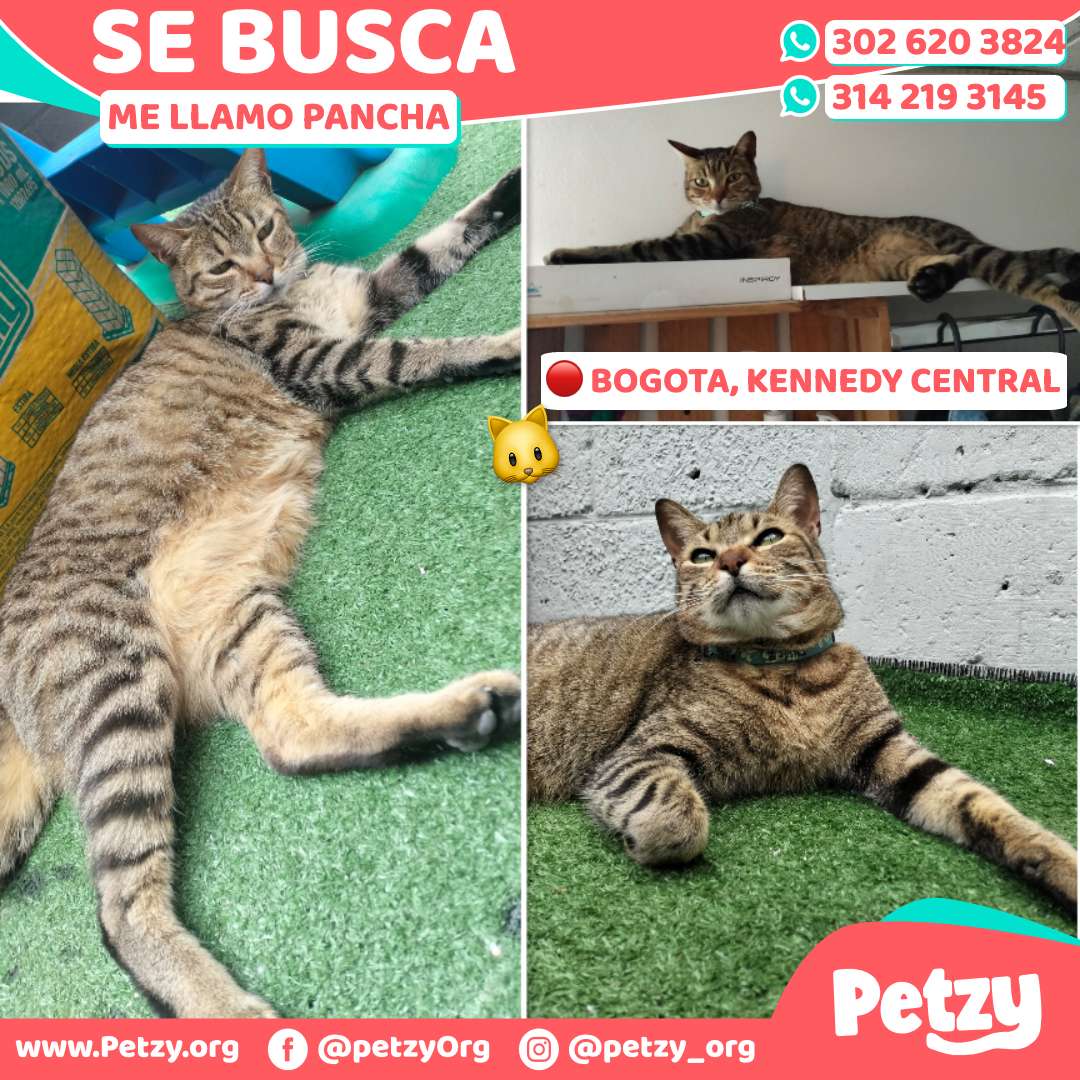 Pancha