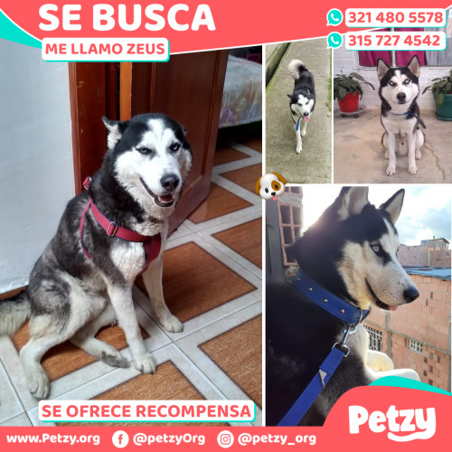 Foto de mascota Zeus