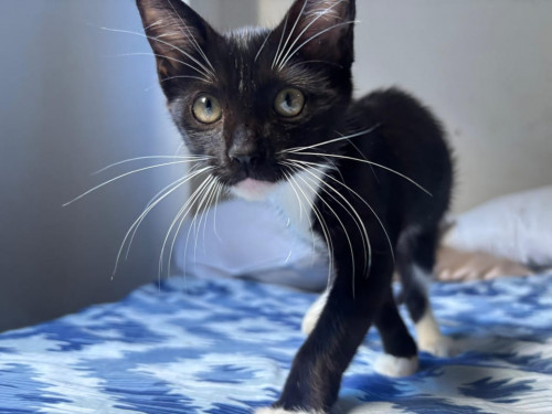 Mau