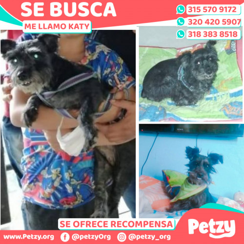 Foto de mascota Katy