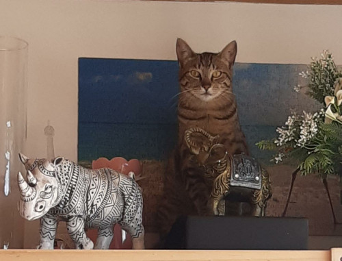 Bagheera