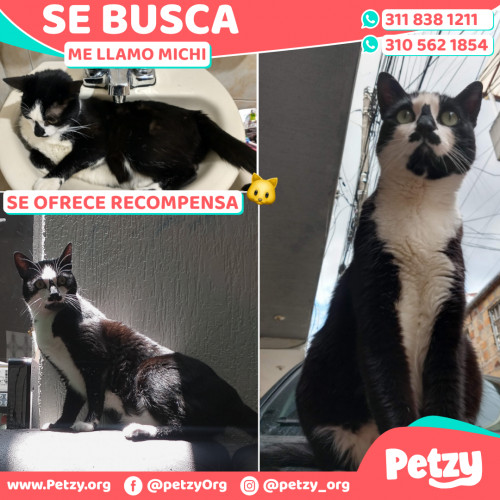 Foto de mascota Michi