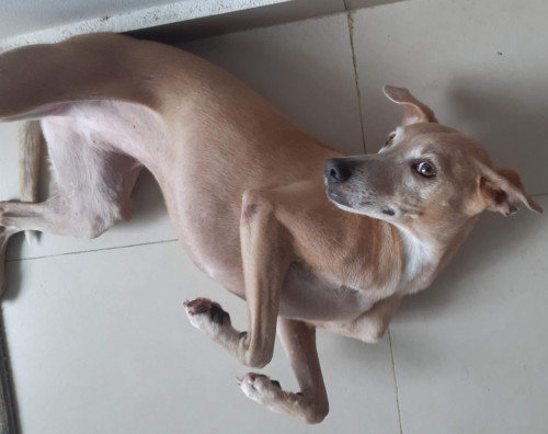 Vainilla