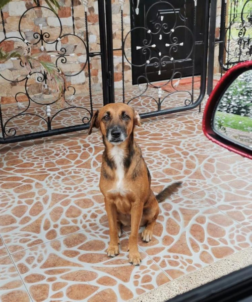 Layka